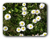 G�nsebl�mchen
