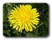 L�wenzahn