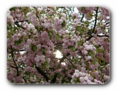 Sonne durch Bl�tenstrauch
