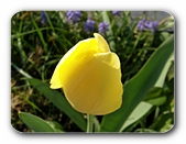 Tulpe gelb, unge�ffnet