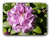 Bl�tenstand violett