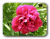 Bl�te rosa