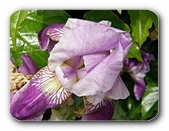 Bl�te violett