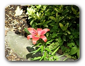 Bl�te rot