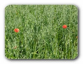 Zwei Mohnbl�ten im Feld