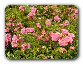 Bl�ten, pink