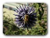 Bl�te blau, wird best�ubt