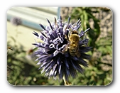 Bl�te blau mit Biene