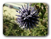 Bl�te blau, kugelf�rmig, mit Besucher