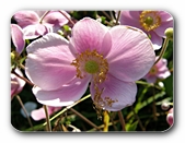 Verbl�hende Hundsrose