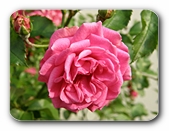 Rose, voll erbl�ht