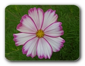 Bl�te wei�-violett