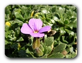 Kleine violette Bl�te