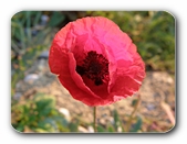 Klatschmohn ge�ffnet