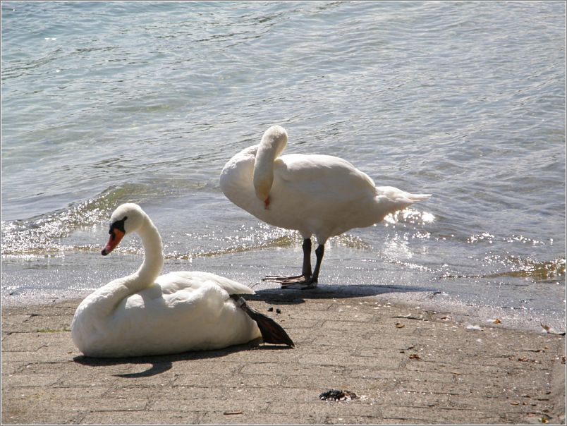 Schw�ne an Land