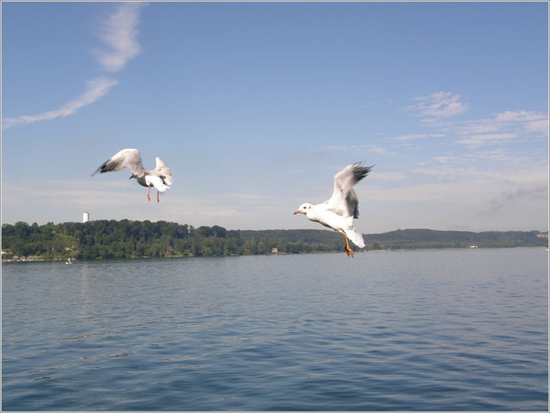 M�wen im Flug