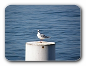 M�we auf Poller