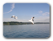 M�wen im Flug