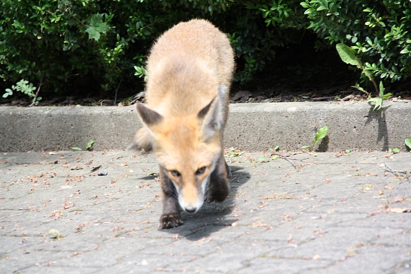 Fuchs schn�rt