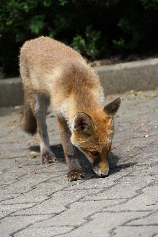 Fuchs schn�rt (2)