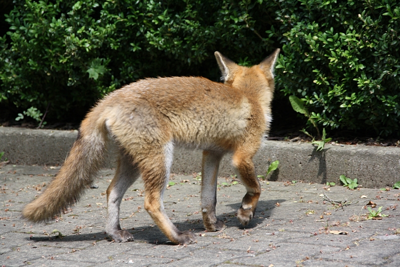 Fuchs zur�ck zum Bau