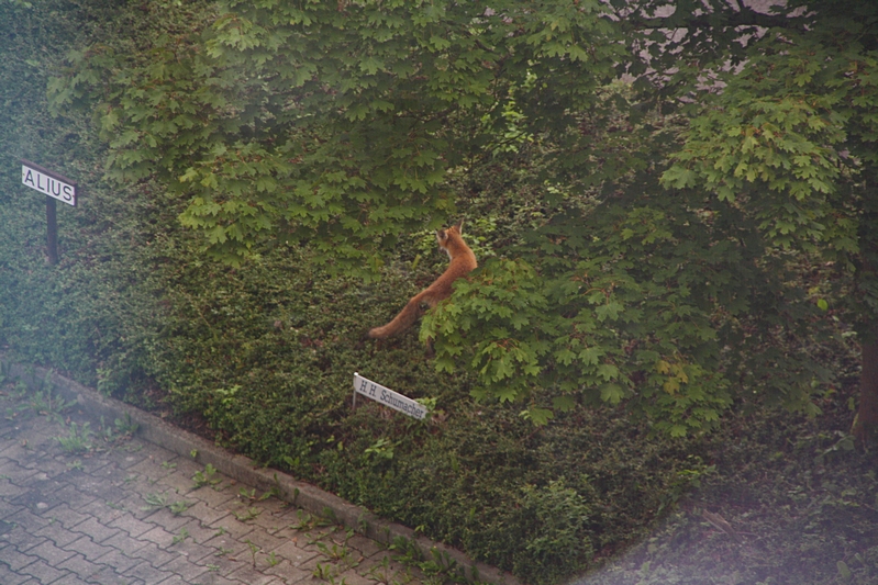 Fuchs in Gr�nanlage
