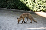 Fuchs, schn�rend