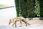 Schn�render Fuchs