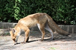Fuchs nimmt F�hrte auf