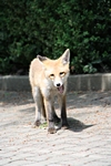 Fuchs gähnt