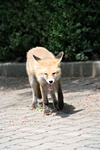 Fuchs gähnt sehr