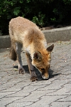 Fuchs schnürt (2)