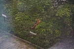 Fuchs in Gr�nanlage