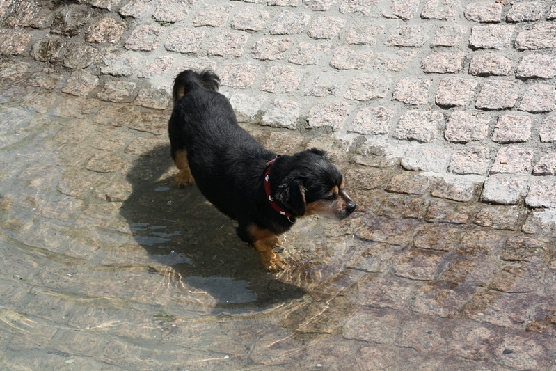 Chico beim Fu�bad
