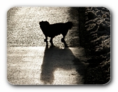 Was bringt die Zukunft f�r unsere Tiere?