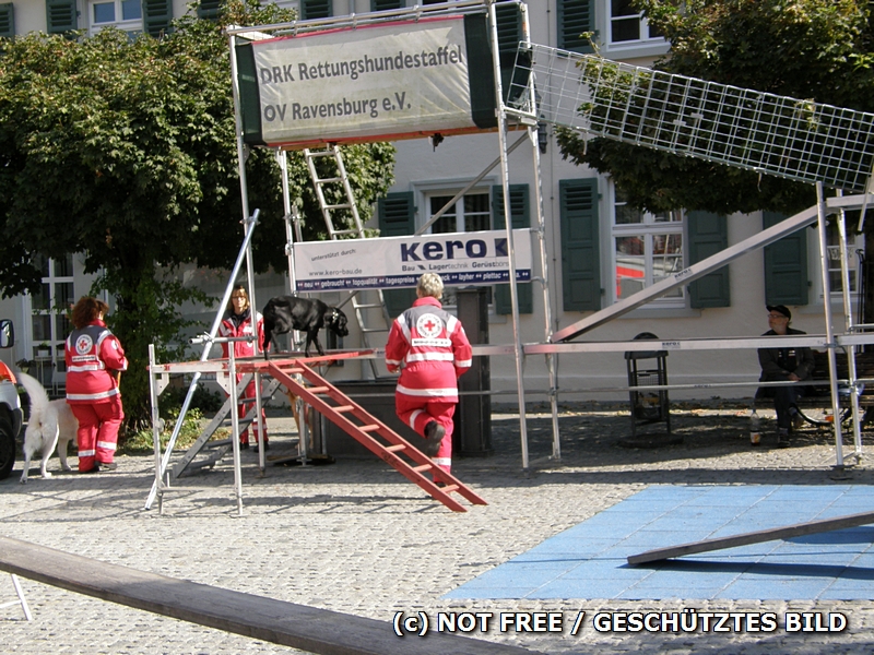 Rettungshund �berwindet Leiter
