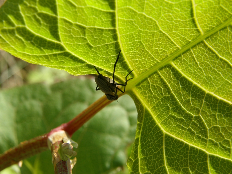 Unter dem gr�nen Blatt