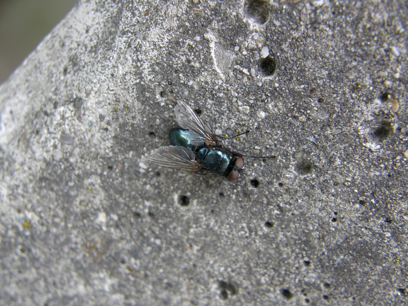 Schmei�fliege
