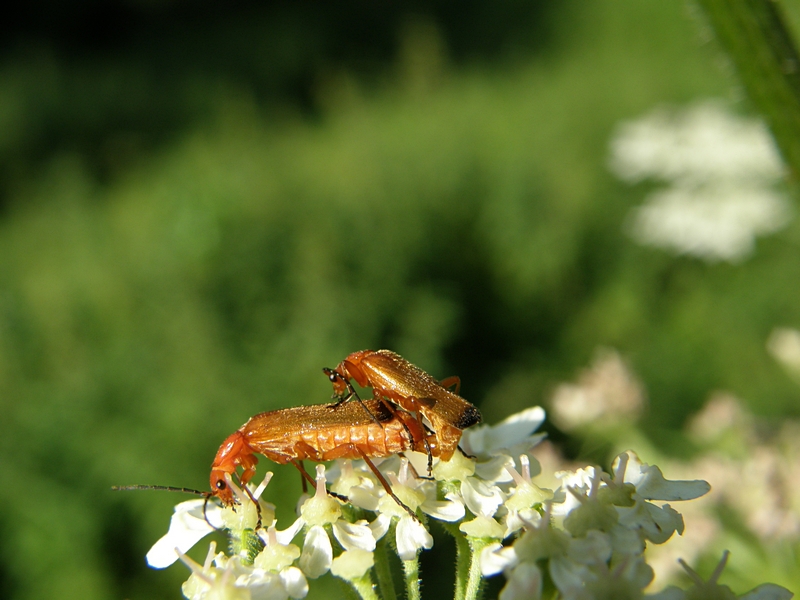 Weichk�fer in der Paarung