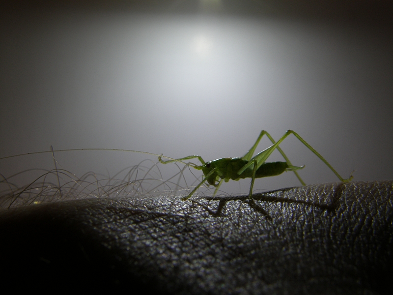Grash�pfer im Gegenlicht