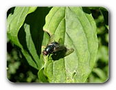 Schmei�fliege auf Blatt