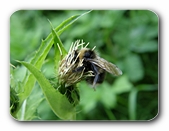 Hummel bei der Best�ubung