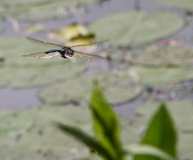 K�nigslibelle, fliegend