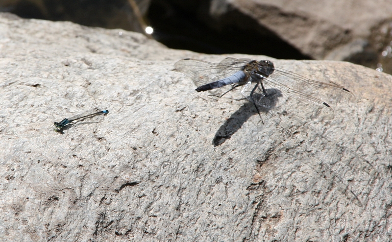 Kleinlibelle und Gro�libelle