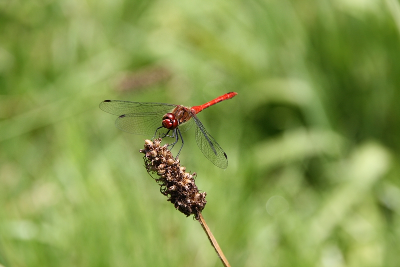 Gro�e Libelle (Heidelibelle)