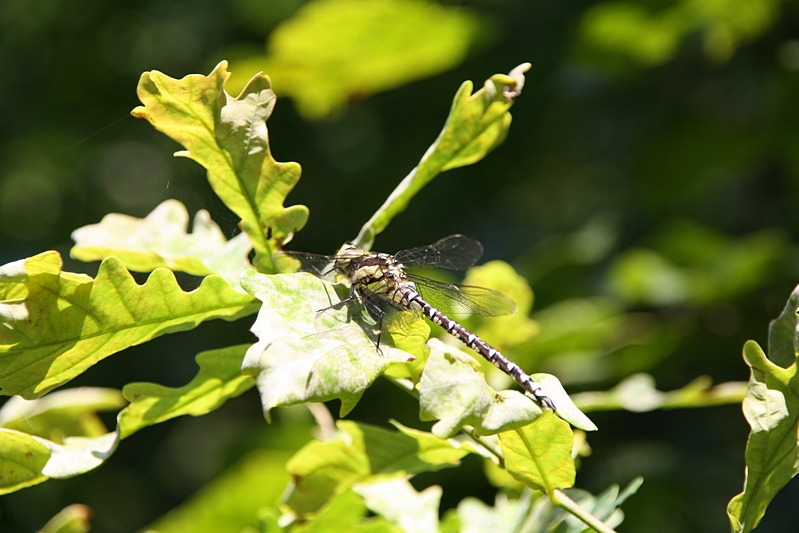 K�nigslibelle (2)