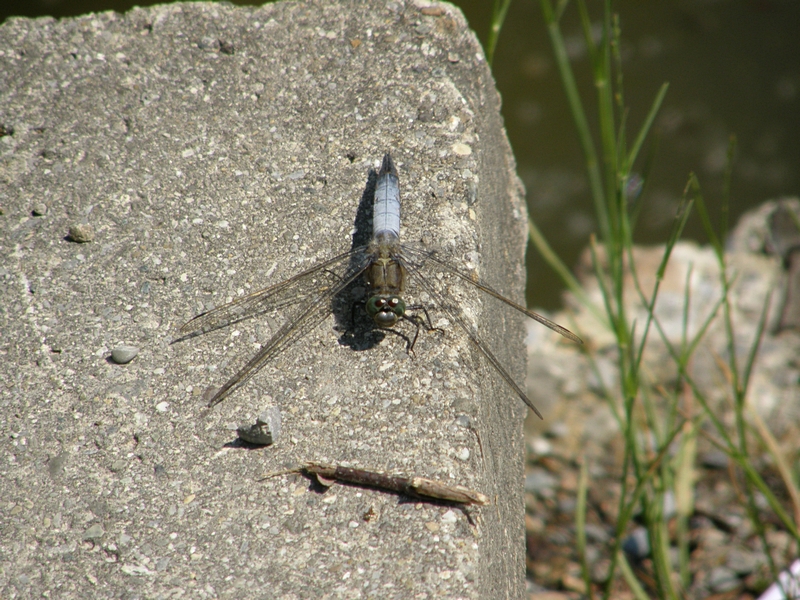 Gro�libelle, sich sonnend