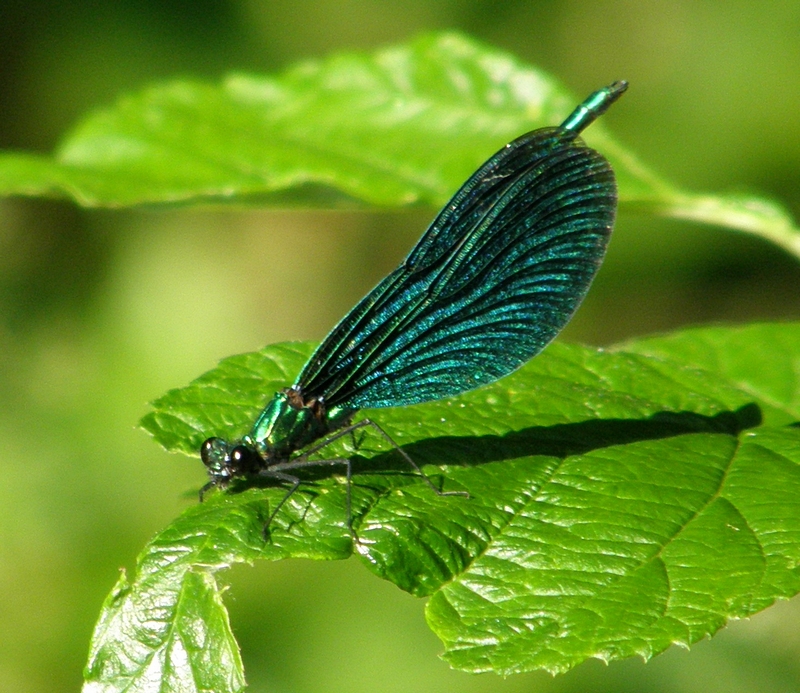 Prachtlibelle (M�nnchen)