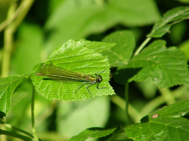 Prachtlibelle am R�sslerweiher