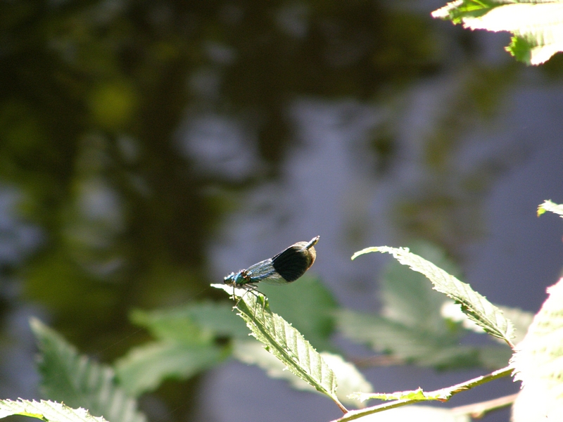 geb�nderte Prachtlibelle am R�sslerweiher